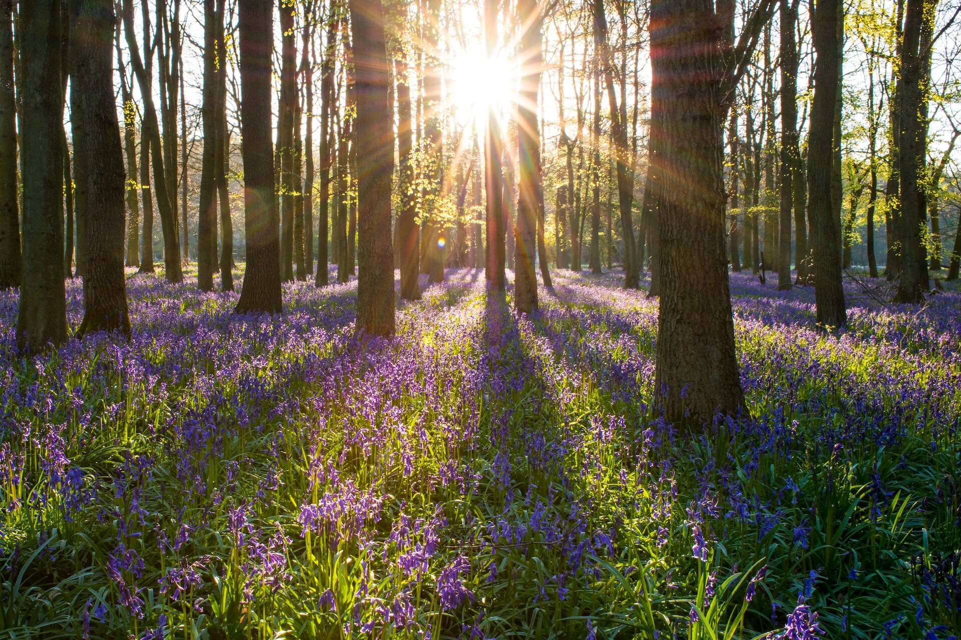 Sunlight in forrest