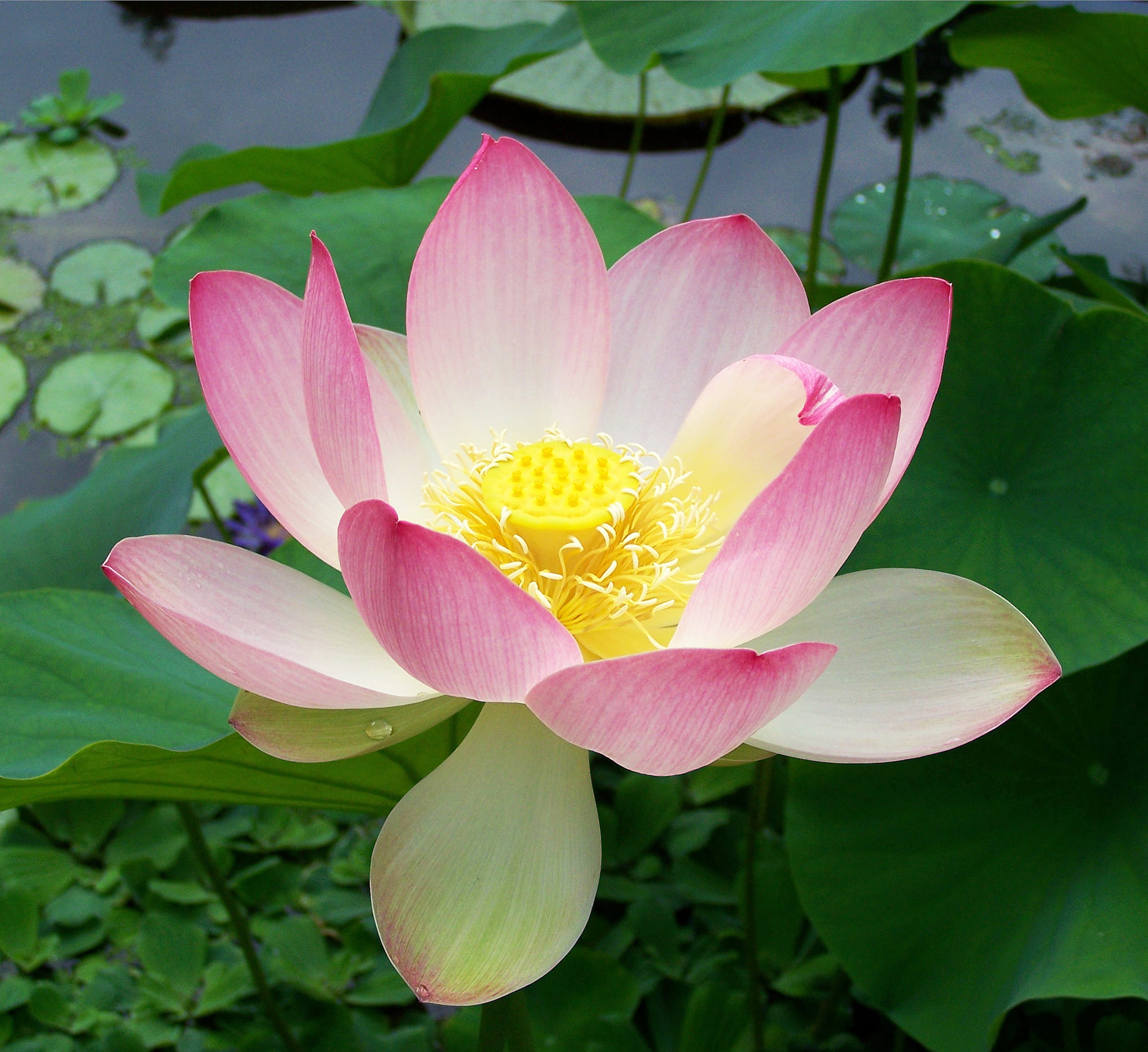 Part 4 In Person Healer Training with Tutor Michelle Bernard